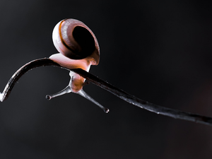 Dark Background, snail, twig