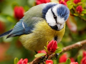tit, twig, Flowers, Blue Tit