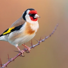 twig, Bird, goldfinch
