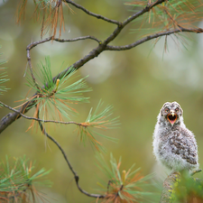 twig, pine, young, Tawny owl great gray owl, owl