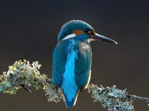 twig, kingfisher, Gray