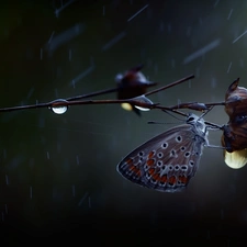 twig, butterfly, drops, Rain, The herb, Dusky Icarus