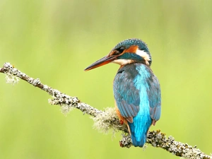 twig, Bird, kingfisher