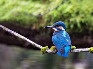 twig, Bird, kingfisher