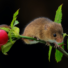 mouse, Briar, Fruits, twig