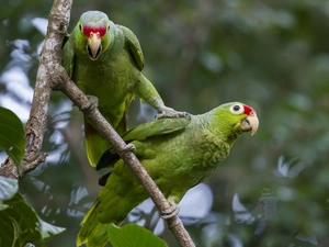 twig, Two, Parrots