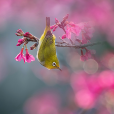 Bird, flowery, Pink, Flowers, Japanese White-eye, twig