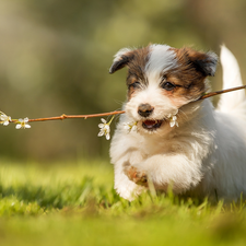 twig, dog, Puppy