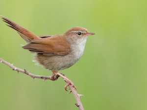 Bird, twig, rapprochement, Ordinary Wierzbówka