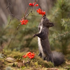 squirrel, Red, blueberries, twig