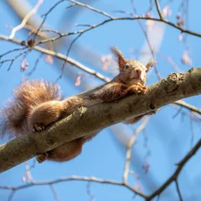 twig, squirrel, trees