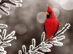 Bird, twig, White frost, cardinal