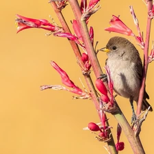 Bird, Red, Flowers, Twigs