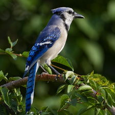 Leaf, Blue jay, Twigs