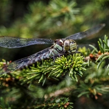 spruce, dragon-fly, Twigs