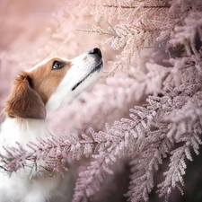 dog, Light pink, Twigs, Alpine Dutch