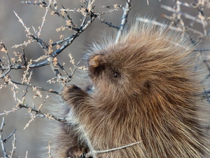 Twigs, porcupine, Fur