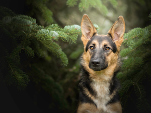 Swierk, German Shepherd, Twigs