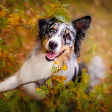 Leaf, Australian Shepherd, Twigs