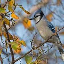 Bird, Twigs, leaves, Blue jay