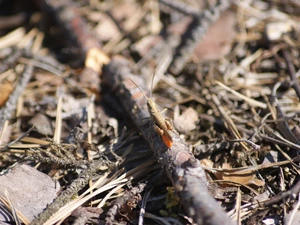 Twigs, grasshopper, litter