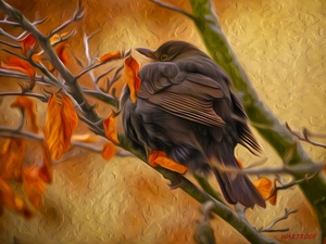 Blackbird, Twigs, Paintography, Bird, graphics