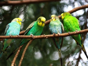Twigs, four, Parrots