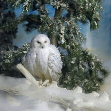 Bird, Twigs, snow, Snowy Owl