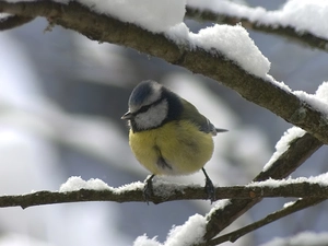Twigs, tit, Snowy