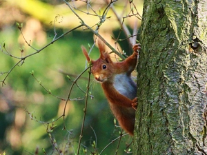 squirrel, trunk, cork, Twigs