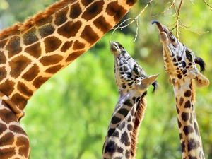 Twigs, giraffe, Tounge