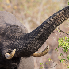 Twigs, Elephant, trumpet