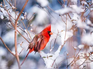 Bird, Twigs, winter, Northern Cardinal