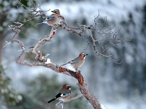 winter, birds, Jay, Twigs