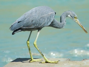 neck, Heron reef, twisted