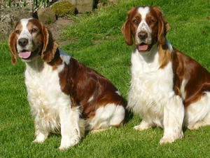 Welsh Springers spaniels, Two cars, adult