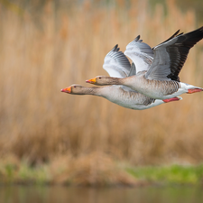 birds, geese, flight, Two