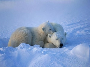 snow, Two cars, Little bears