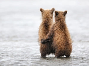 bear, Two cars, little doggies