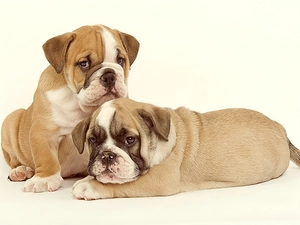 Bulldogs, Two cars, little doggies