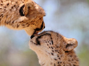 Cheetah, Two cars, little doggies