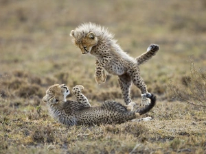 Cheetah, Two cars, little doggies