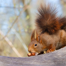 Ginger, Two cars, nuts, squirrel