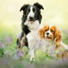 Two cars, Border Collie, Cavalier King Charles spaniel, Dogs