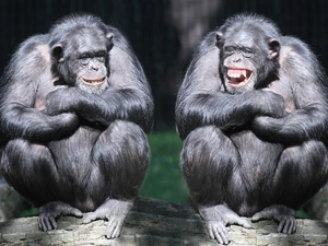 Two cars, chimpanzee