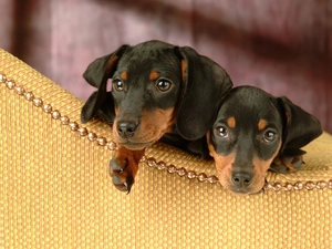 Two cars, dachshunds
