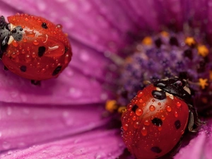 Flower, ladybugs, drops, Two