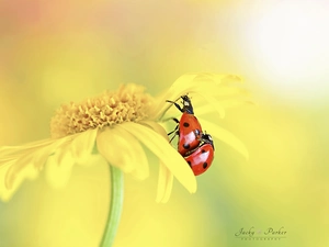 ladybugs, Close, Yellow, Two, Colourfull Flowers