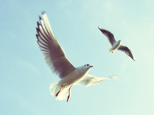 flying, gulls, wings, Two