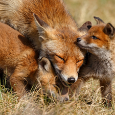 young, foxes, fox, Two cars, red head